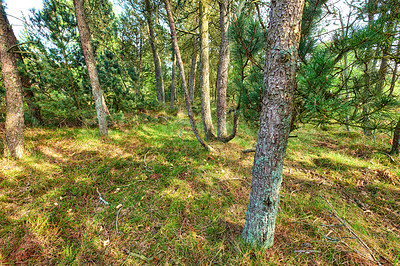 Buy stock photo A photo of the forest in springtime