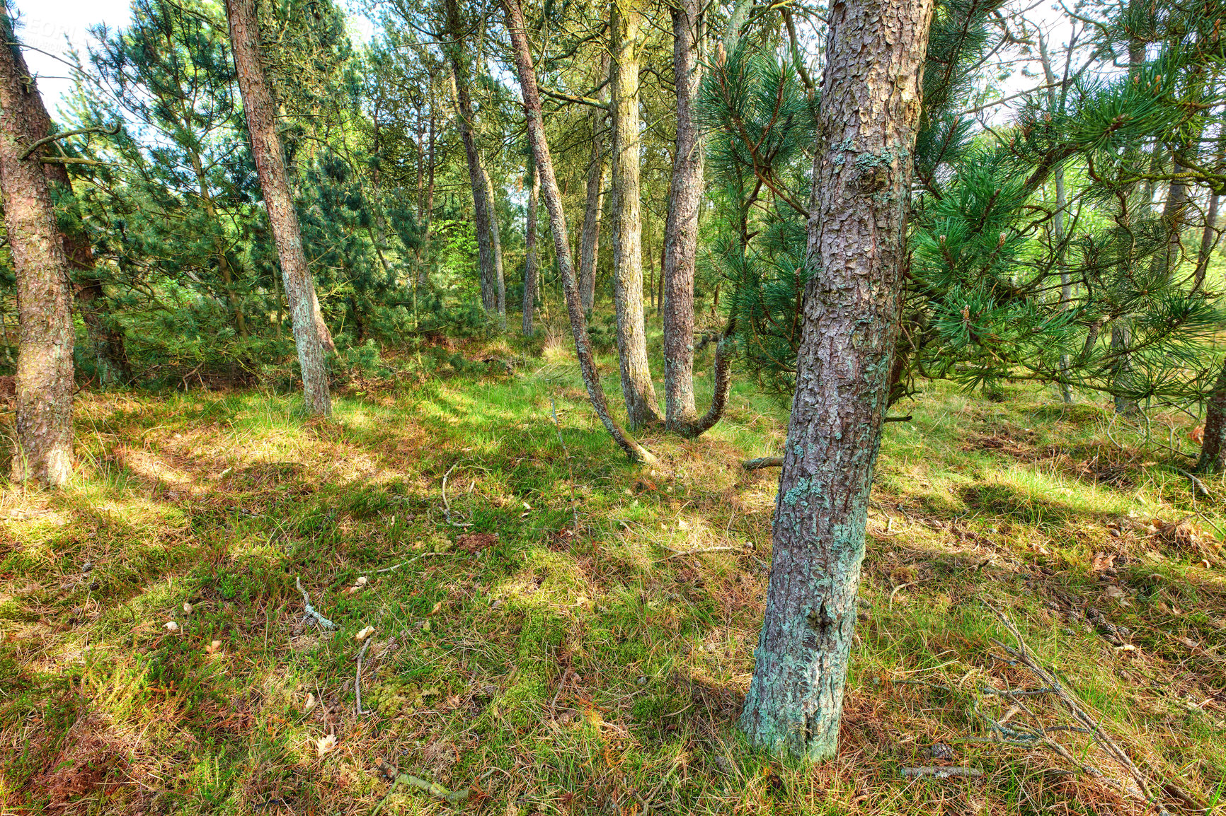 Buy stock photo A photo of the forest in springtime