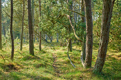 Buy stock photo A photo of the forest in springtime