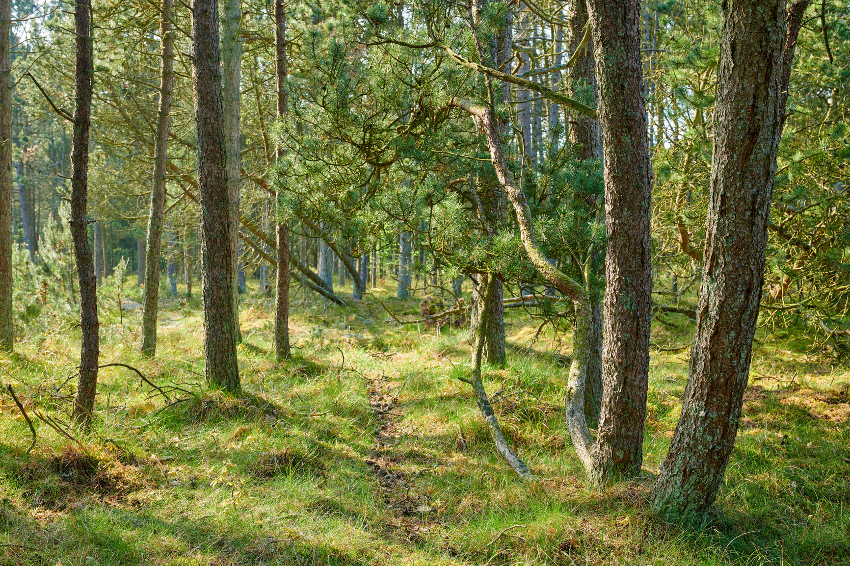 Buy stock photo A photo of the forest in springtime