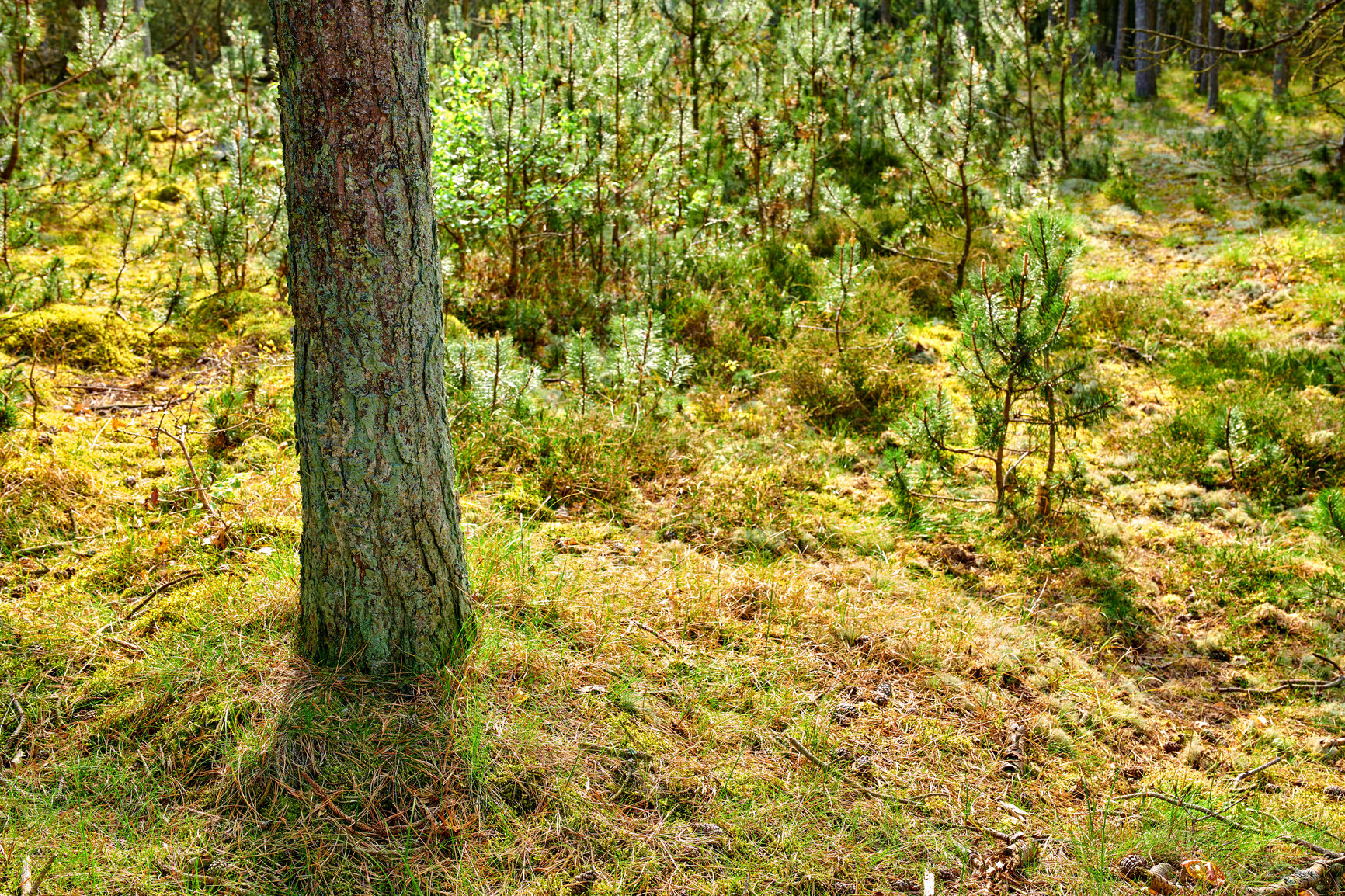 Buy stock photo A photo of the forest in springtime