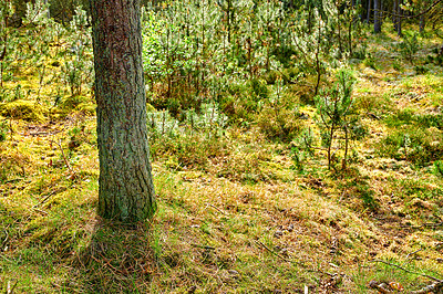 Buy stock photo A photo of the forest in springtime