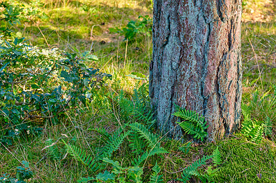 Buy stock photo Closeup of a large tree in the forest with green moss outdoors in nature. A big stump in the woods with detail of bark and vibrant plants, shrubs and grass in the surrounds on a sunny day