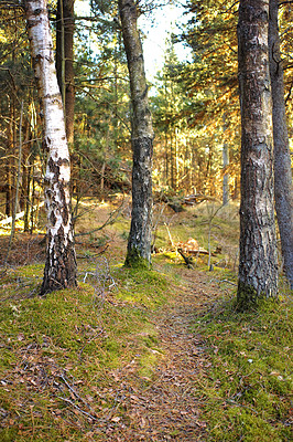 Buy stock photo Hidden path to secret location in quiet and serene pine tree woods. Landscape view of lush, green forest in a remote environmental nature conservation. Hiking trail leading through fir or cedar trees