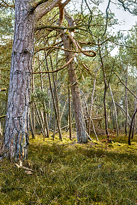 Buy stock photo A photo of the forest in springtime