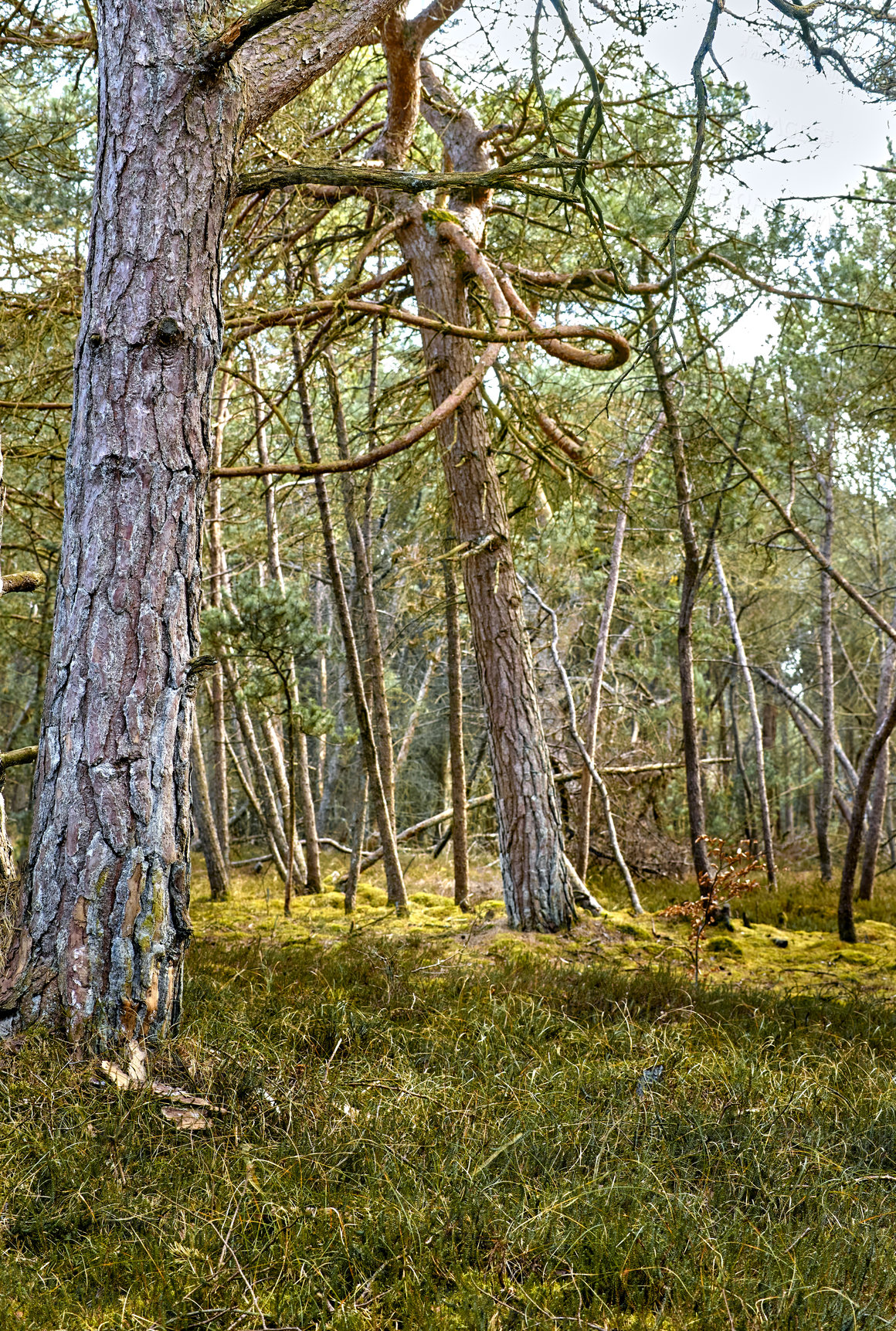 Buy stock photo A photo of the forest in springtime