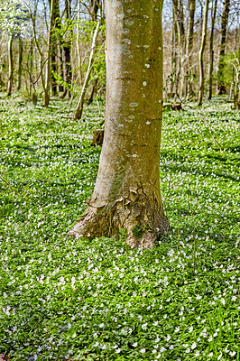 Buy stock photo Nature and environmental conservation of white anemone flowers blossoming in peaceful, magical field. Landscape view of small ranunculaceae plants flowering and blooming in remote countryside forest