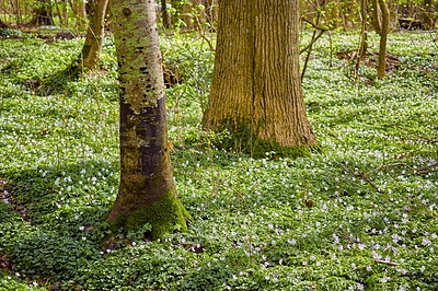 Buy stock photo Magical flower field near tree trunks in a forest in spring. Beautiful landscape of wood anemone flowers growing in a meadow. Lots of lush, pretty white flowering plants or wild flowers in nature