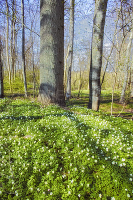 Buy stock photo Windflowers or flower carpet in a wild forest during spring. Beautiful landscape of many wood anemone plants growing in a meadow. Pretty white flowering plants or wildflowers in a nature environment