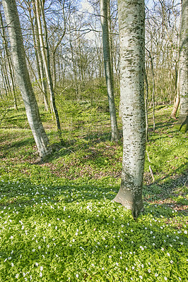Buy stock photo Forest flower field near tree trunks in springtime. Beautiful nature scenery of white wood anemone flowers growing in a green pasture land or meadow. Lots of pretty white wild flowers in nature