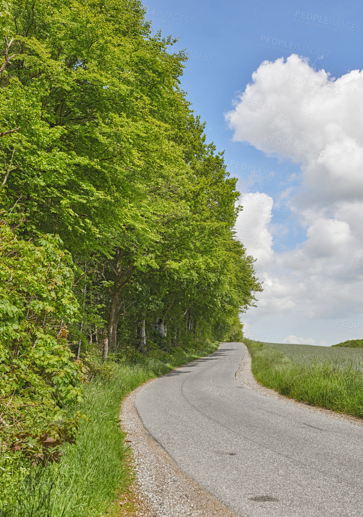 Buy stock photo Road between trees and a meadow in spring with a cloudy blue sky. Countryside street or avenue winding through a beautiful empty forest green grass land. A scenic nature path for traveling or hiking