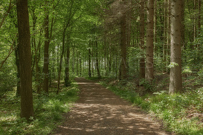 Buy stock photo Hidden mysterious path leading through growing trees in a secret and magical forest in the remote, serene and quiet nature. Landscape view of lush green woods with a pathway to paradise in the wild