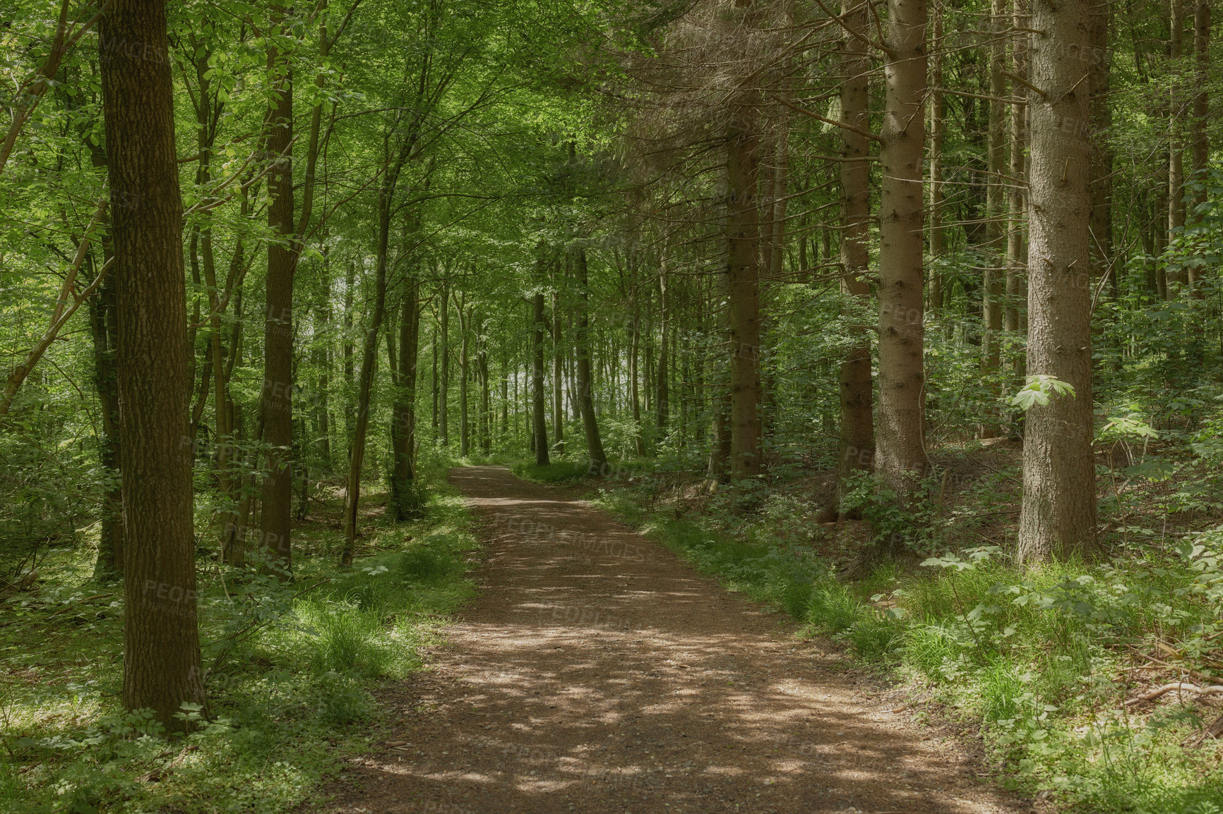 Buy stock photo Hidden mysterious path leading through growing trees in a secret and magical forest in the remote, serene and quiet nature. Landscape view of lush green woods with a pathway to paradise in the wild