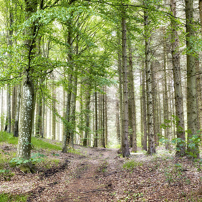 Buy stock photo Secret and mysterious pathway in a countryside leading to a magical forest where adventure awaits. Quiet and scenic landscape with a hidden path or trail surrounded by lush trees, shrubs and grass