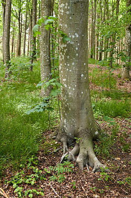 Buy stock photo Roots of an old tree trunk in a forest. Remote woodland in spring with green grass, plants, and vines growing in between trees. Discovery deep in the empty woods in a wild nature environment