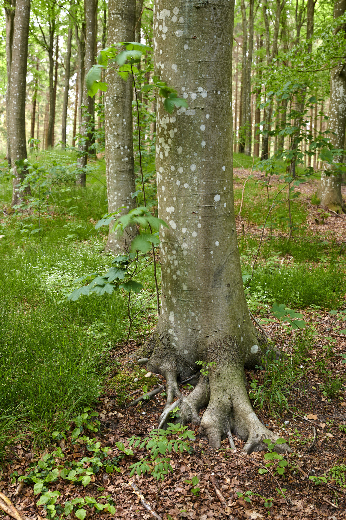 Buy stock photo Roots of an old tree trunk in a forest. Remote woodland in spring with green grass, plants, and vines growing in between trees. Discovery deep in the empty woods in a wild nature environment