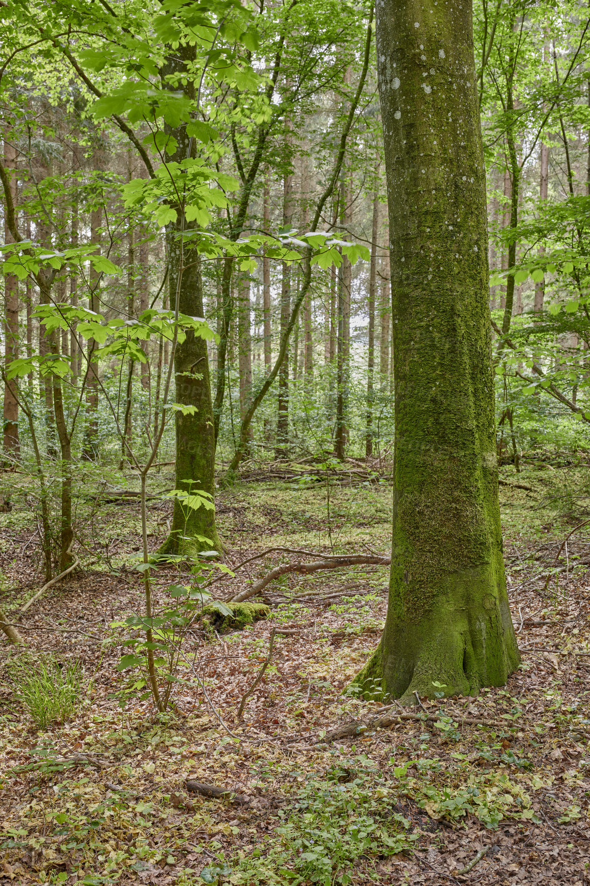 Buy stock photo An uncultivated and lush forest with trees during spring. Magical and secluded woods with growing and blooming vegetation in an undisturbed natural area. Landscape view of a beautiful remote park