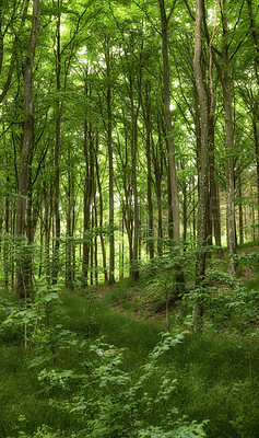 Buy stock photo Wild trees growing in a forest with green plants and shrubs. Scenic landscape of tall wooden trunks with lush leaves in nature at spring. Peaceful scenery and magical views in a park or woods outside