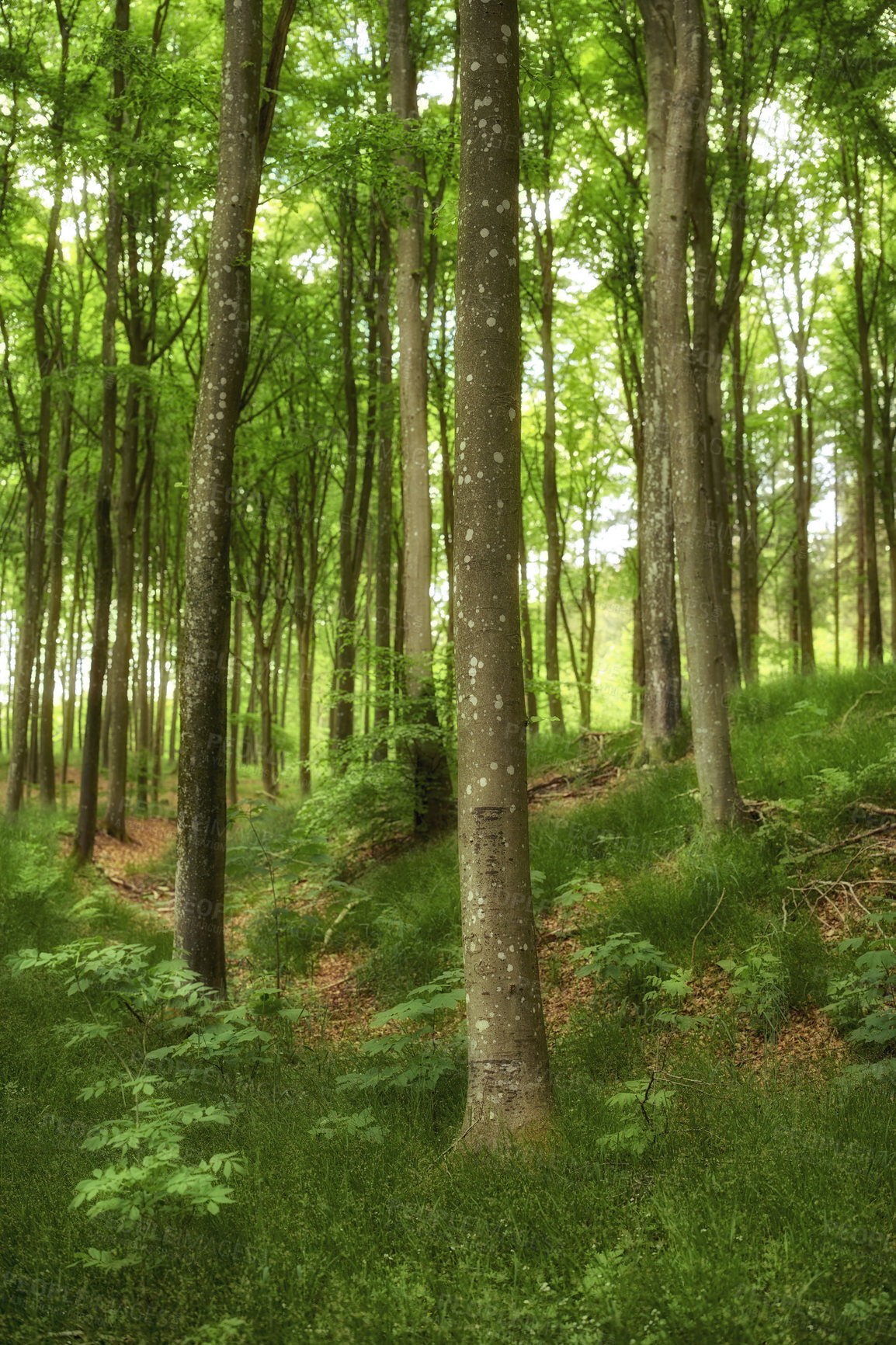 Buy stock photo Wild hardwood trees growing in a forest with green plants and shrubs. Scenic landscape of tall tree trunks with lush leaves in nature at spring. Peaceful scenery and magical views in a park or woods