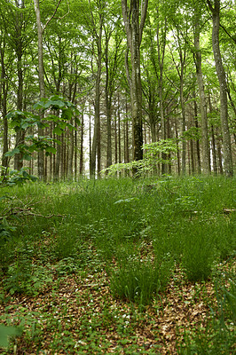 Buy stock photo Beautiful forest with lush green plants and tall trees growing in a peaceful and remote environment. Scenic landscape view of the woods with vibrant green shrubs and overgrown grass in spring 