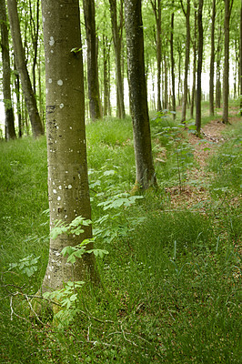 Buy stock photo A beautiful bright forest with lush green trees, plants and grassy meadow in spring. The landscape of the woods with greenery outdoors on a summer afternoon. Peaceful and scenic view of woodlands