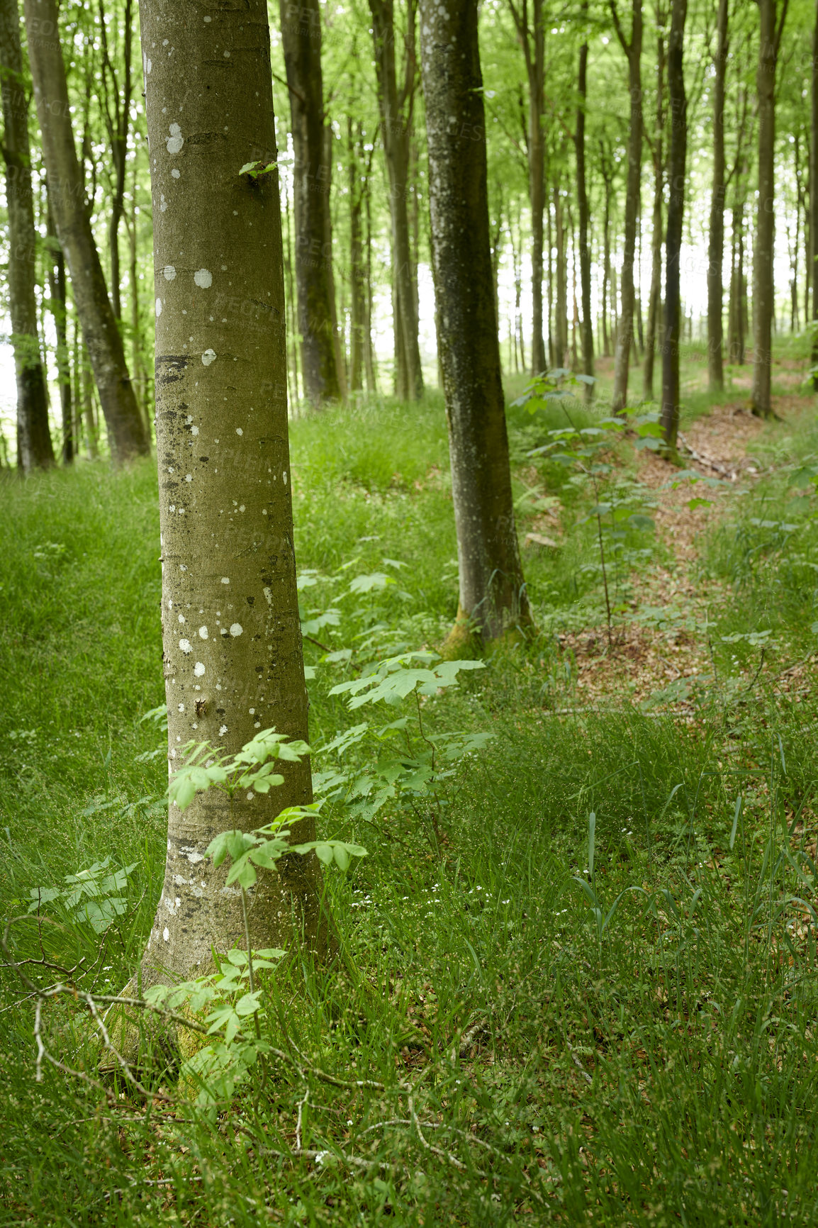 Buy stock photo A beautiful bright forest with lush green trees, plants and grassy meadow in spring. The landscape of the woods with greenery outdoors on a summer afternoon. Peaceful and scenic view of woodlands