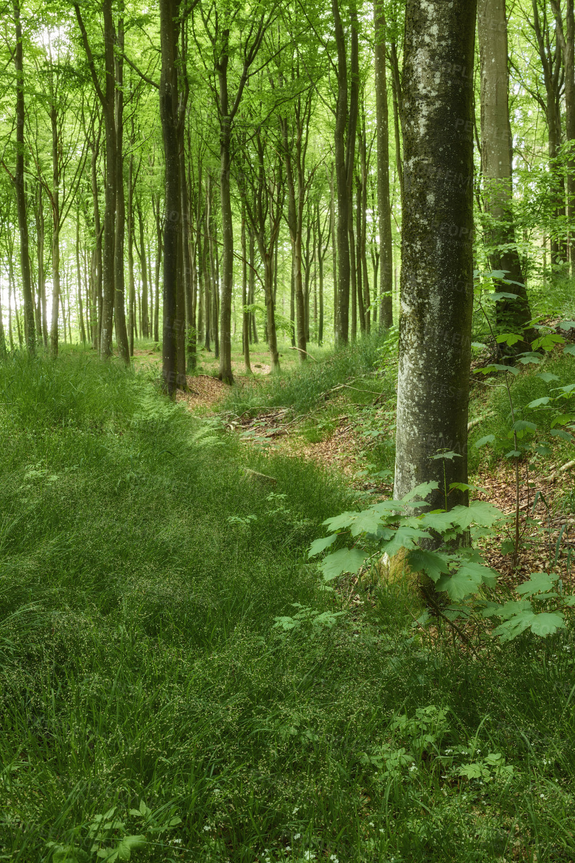 Buy stock photo Beech trees growing in mystical, lush and overgrown deciduous forest in remote, serene and quiet meadow or countryside. Landscape view of texture detail on plants in environmental nature conservation