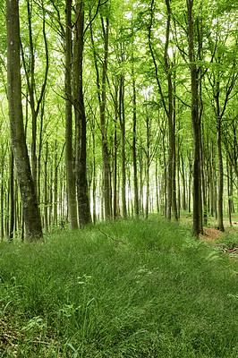 Buy stock photo Lush green uncultivated forest trees in spring. Magical and secluded woodland with growing and blooming vegetation in an undisturbed natural area. Landscape view of a beautiful remote park in summer