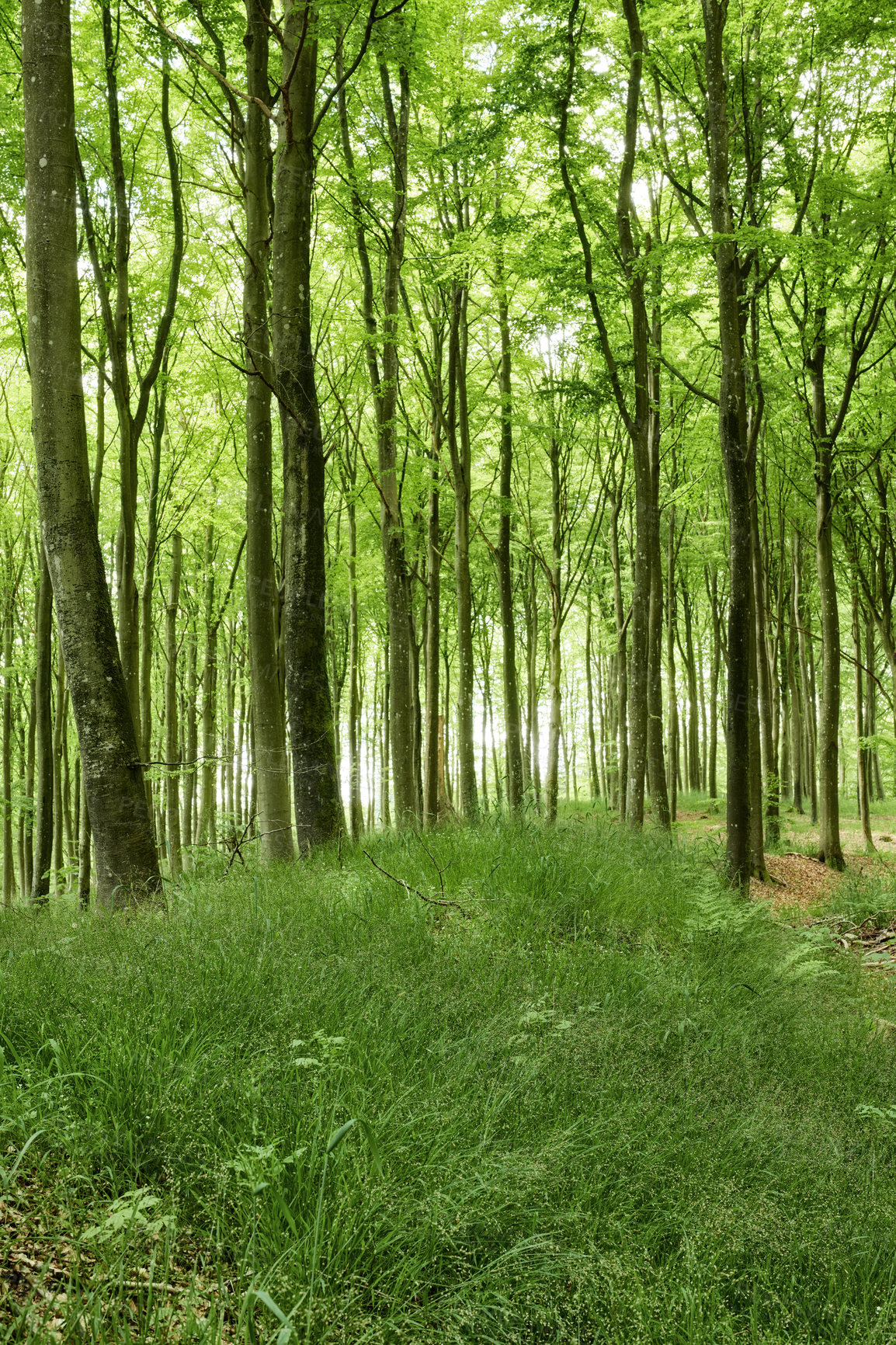 Buy stock photo Lush green uncultivated forest trees in spring. Magical and secluded woodland with growing and blooming vegetation in an undisturbed natural area. Landscape view of a beautiful remote park in summer