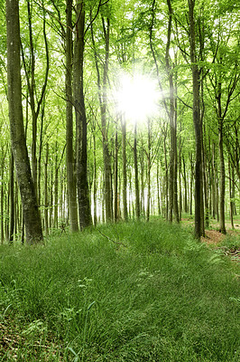 Buy stock photo Magical green forest with sun rays in spring. Landscape of a beautiful and peaceful nature environment with lots of tall trees and wild lush grass. Remote location of a mysterious wood land