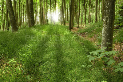 Buy stock photo Hidden mystery path leading through growing beech trees in magical deciduous forest in remote, serene and quiet woods. Landscape view of lush green grass and a sun flare symbolising heaven in nature