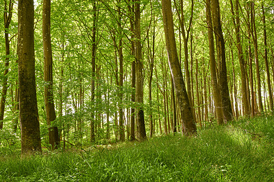 Buy stock photo Landscape view of a scenic forest of fresh green and deciduous trees. Natural landscape of vegetation environment. Nature background with tall trunks in densely populated woods. 