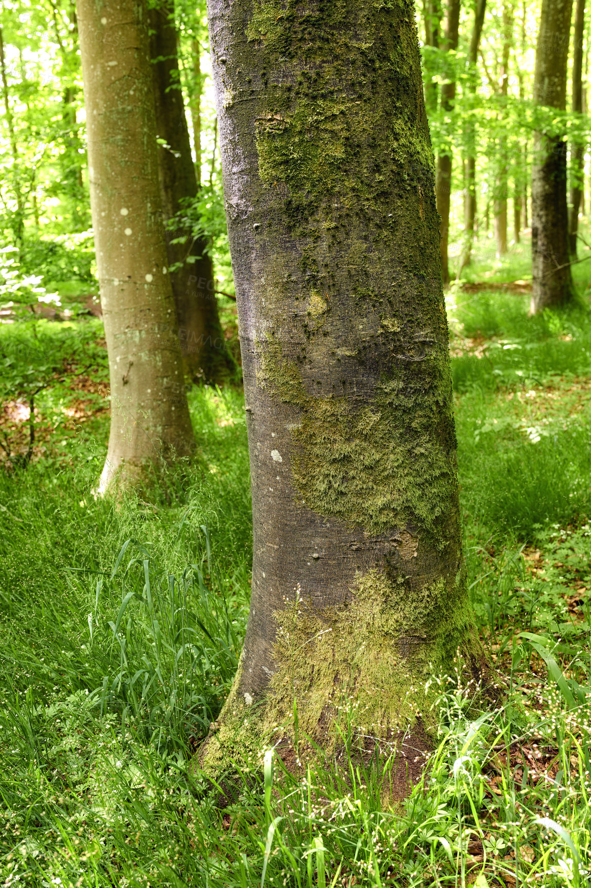 Buy stock photo Closeup of forest with tree trunks with green moss on a summer day outdoors in nature. The landscape of the woods with detail of vibrant plants, shrubs and grass in the woodlands on a spring morning