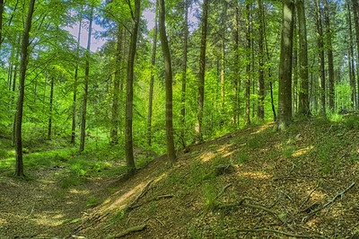 Buy stock photo Growing pine trees in mystical coniferous forest in a remote, serene and quiet meadow or countryside hill. Landscape view of texture detail on fir or cedar plants in environmental nature conservation