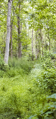 Buy stock photo Landscape view of a hardwood tree forest in summer. Deserted and secluded woodland used for adventure and walking for fun. Empty lush green grassland in a rural natural environment in nature