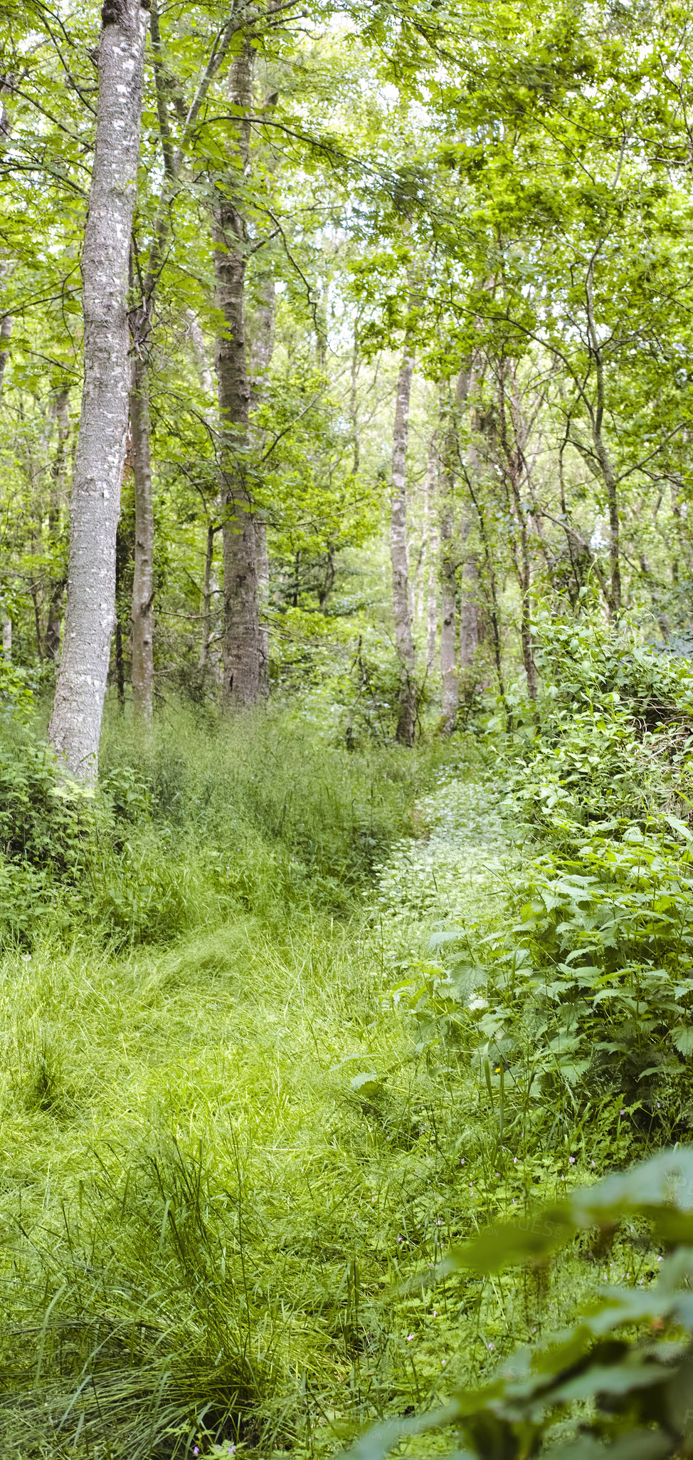 Buy stock photo Landscape view of a hardwood tree forest in summer. Deserted and secluded woodland used for adventure and walking for fun. Empty lush green grassland in a rural natural environment in nature