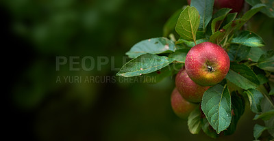 Buy stock photo A photo of taste and beautiful apples