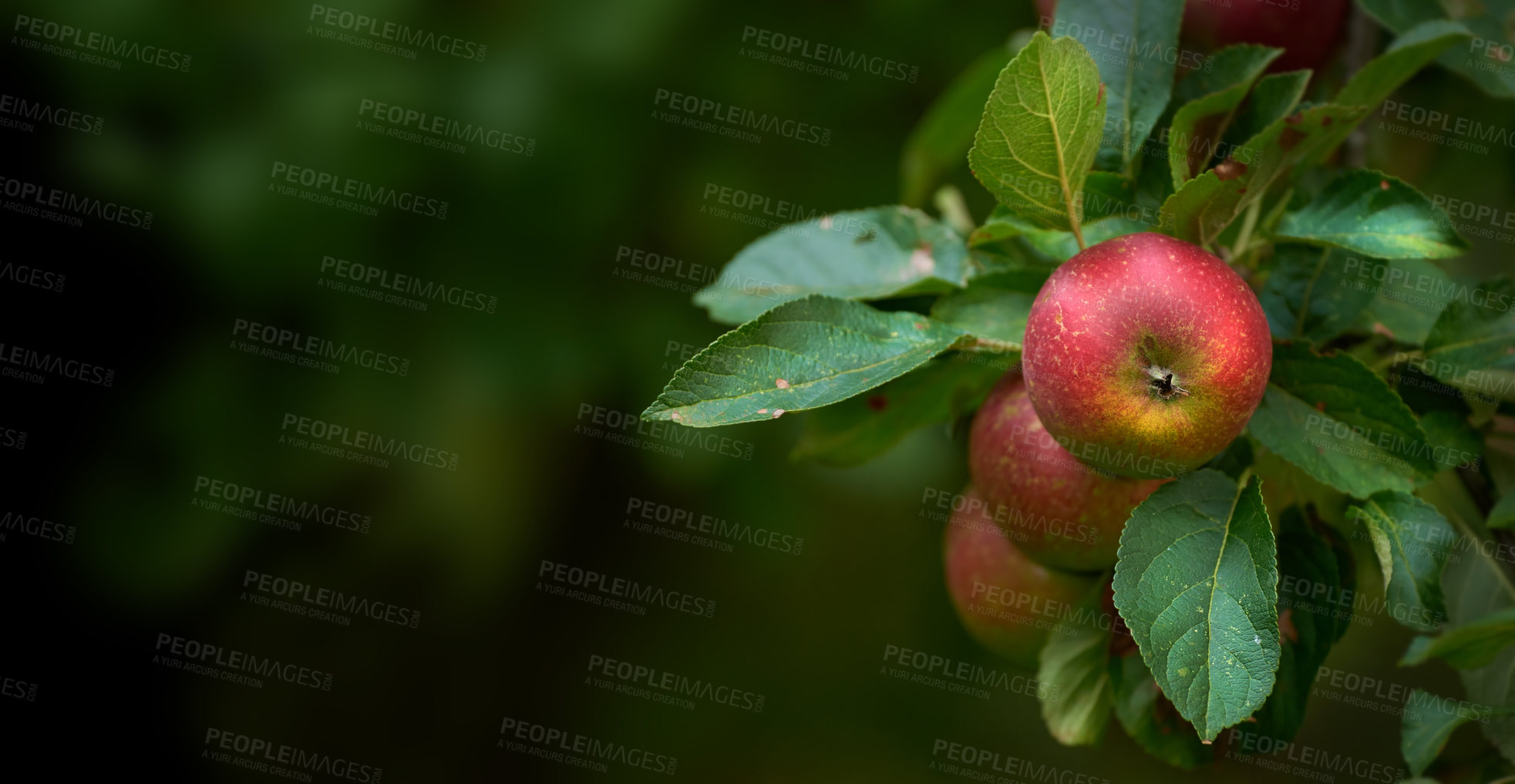 Buy stock photo A photo of taste and beautiful apples