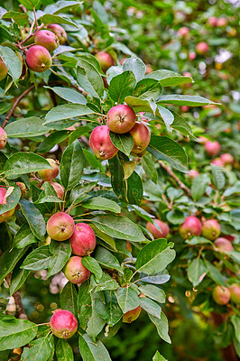 Buy stock photo A photo of taste and beautiful apples