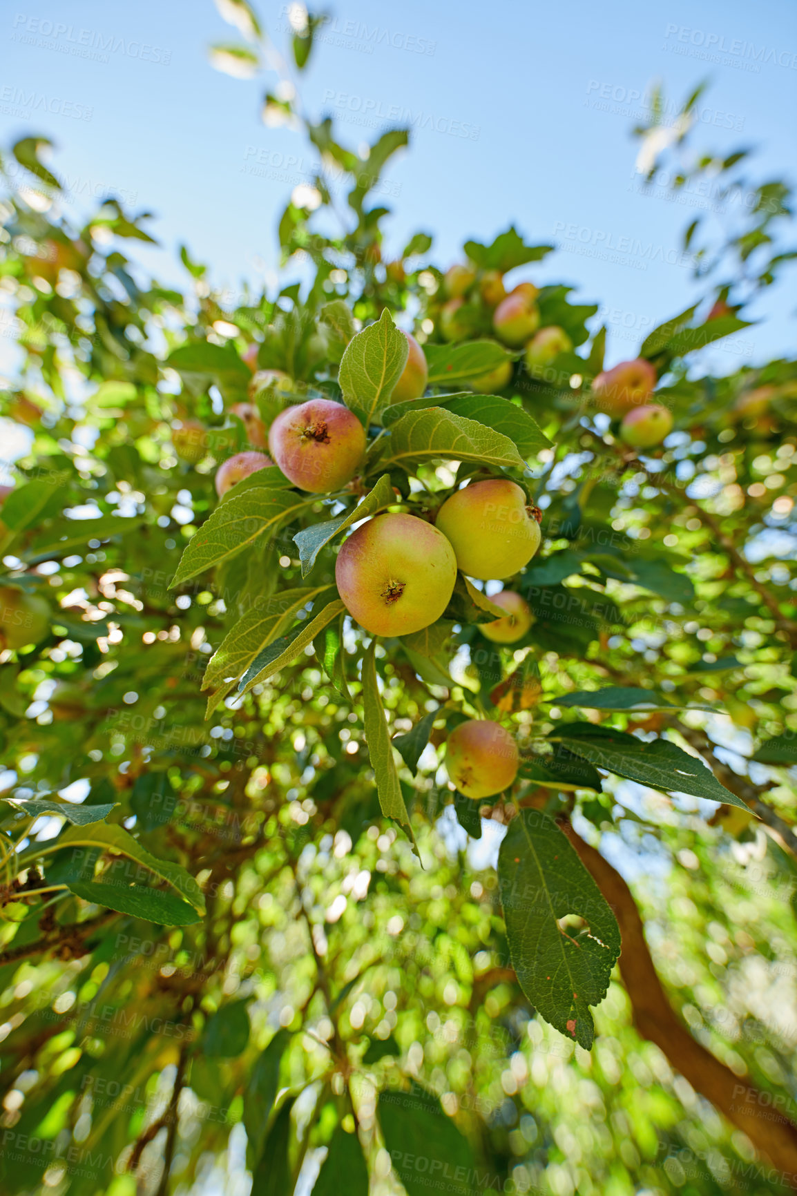 Buy stock photo A photo of taste and beautiful apples