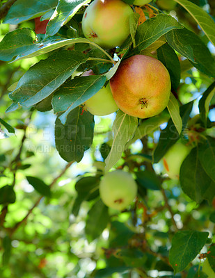 Buy stock photo A photo of taste and beautiful apples