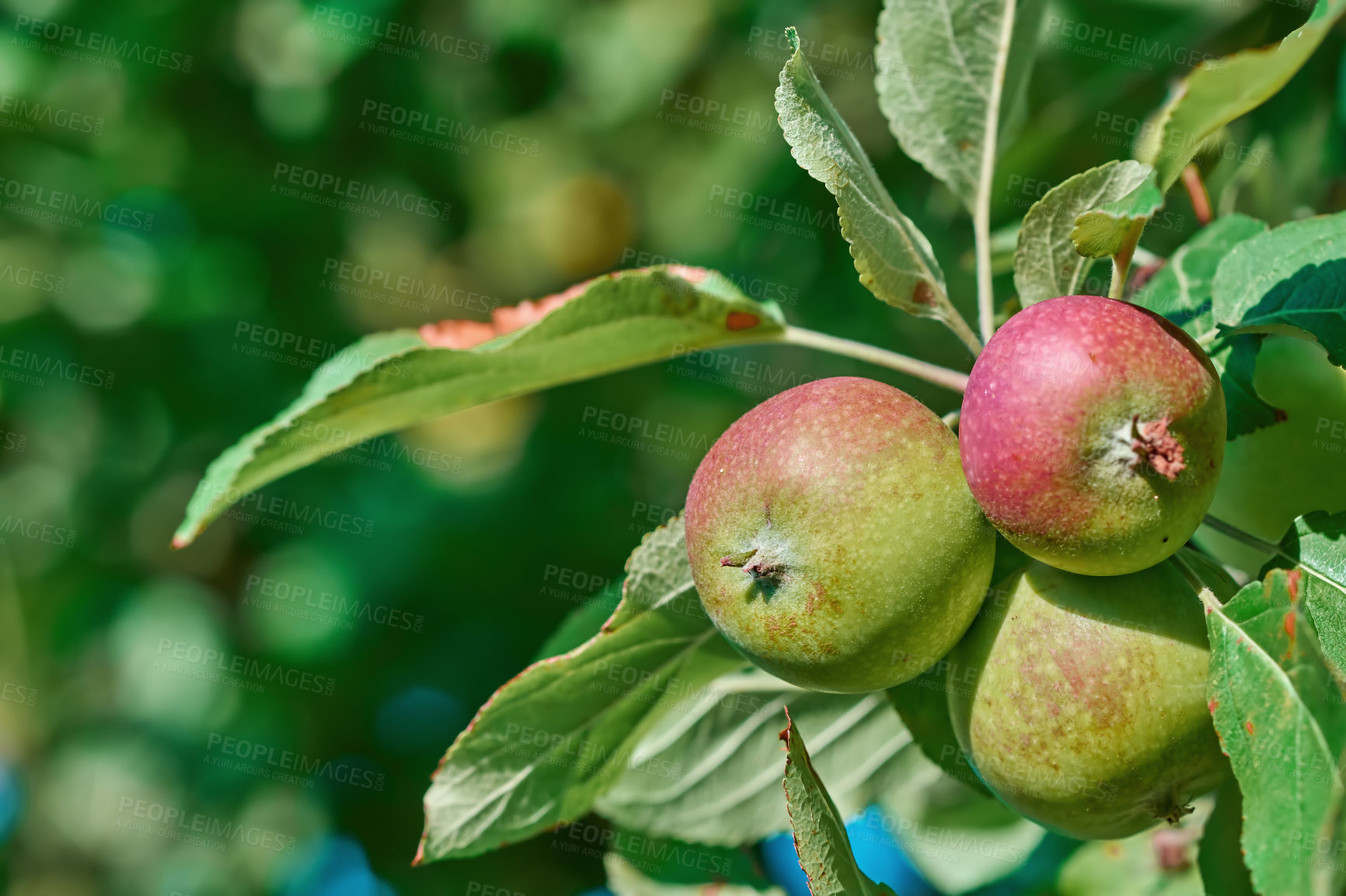 Buy stock photo A photo of taste and beautiful apples