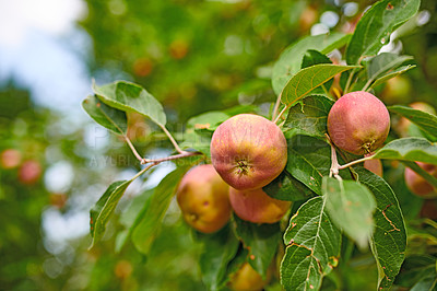 Buy stock photo A photo of taste and beautiful apples