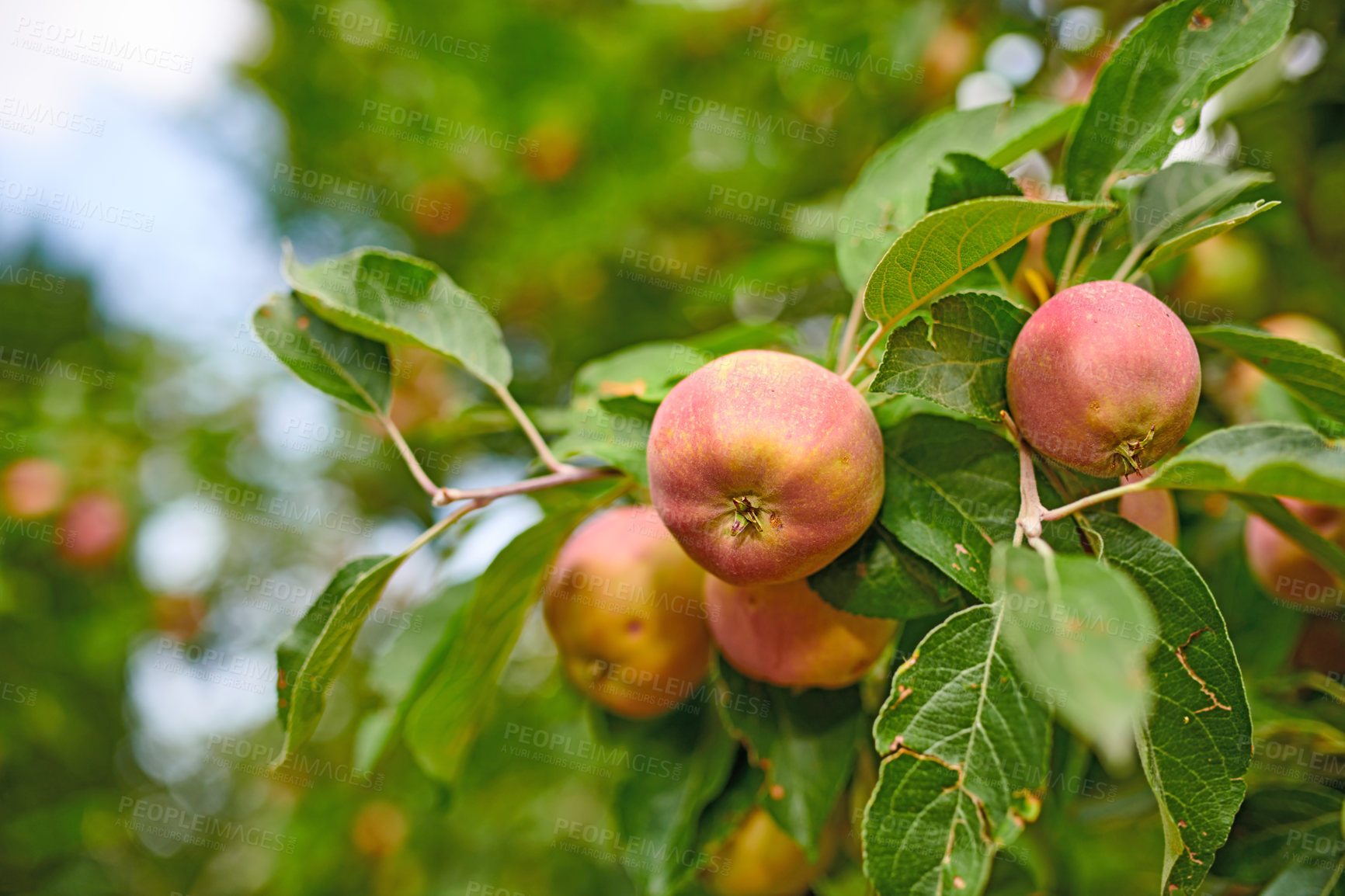 Buy stock photo A photo of taste and beautiful apples