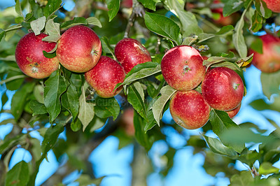 Buy stock photo A photo of taste and beautiful apples