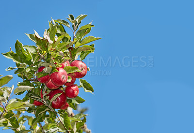 Buy stock photo A photo of taste and beautiful apples