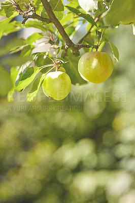 Buy stock photo A photo of taste and beautiful apples