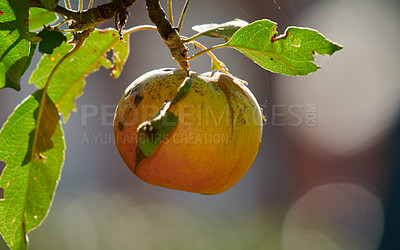 Buy stock photo A photo of taste and beautiful apples