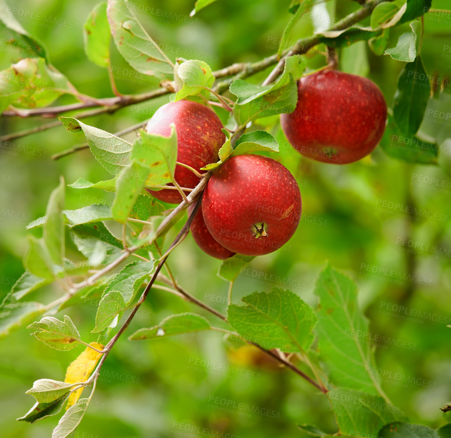 Buy stock photo A photo of taste and beautiful apples