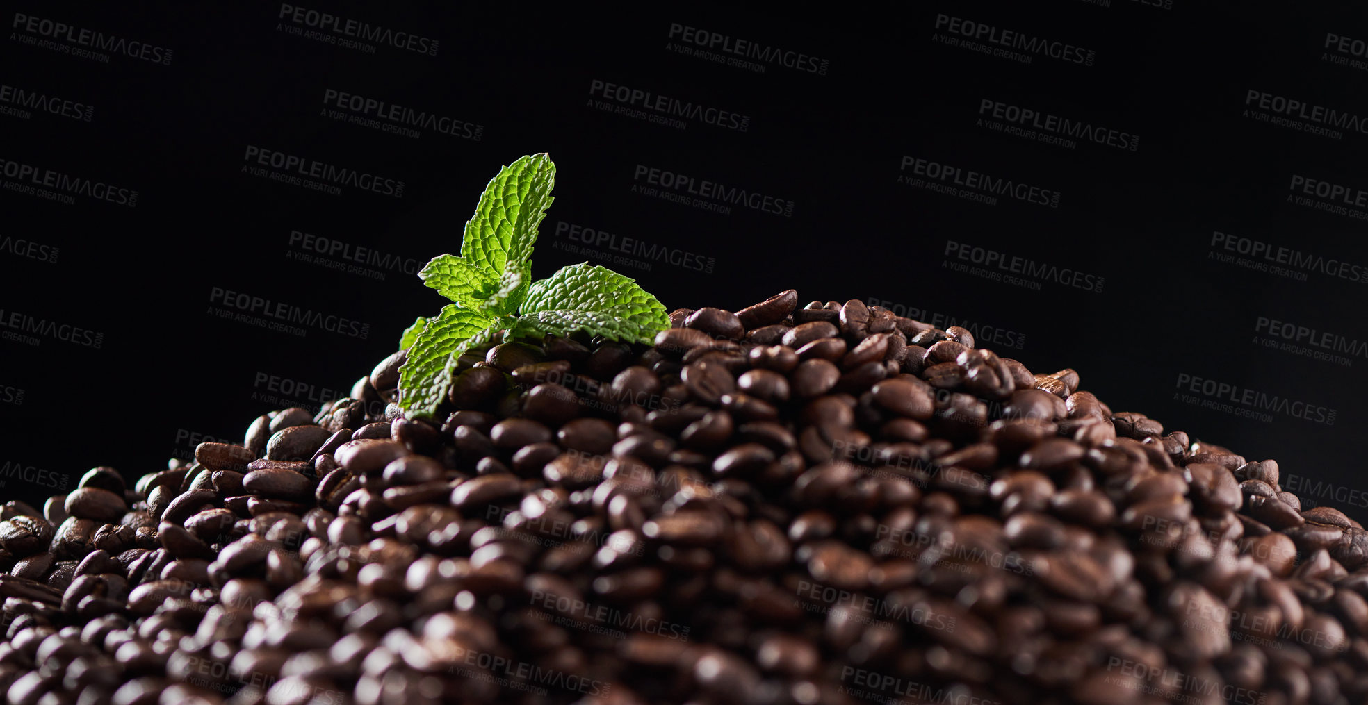 Buy stock photo Mint, leaf and natural coffee beans on black background for production, latte and brewing process. Sustainability, eco friendly and organic caffeine for beverage, roasting and espresso with texture